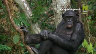 Polsat Viasat Nature - Małpy Bez Tajemnic - Txn