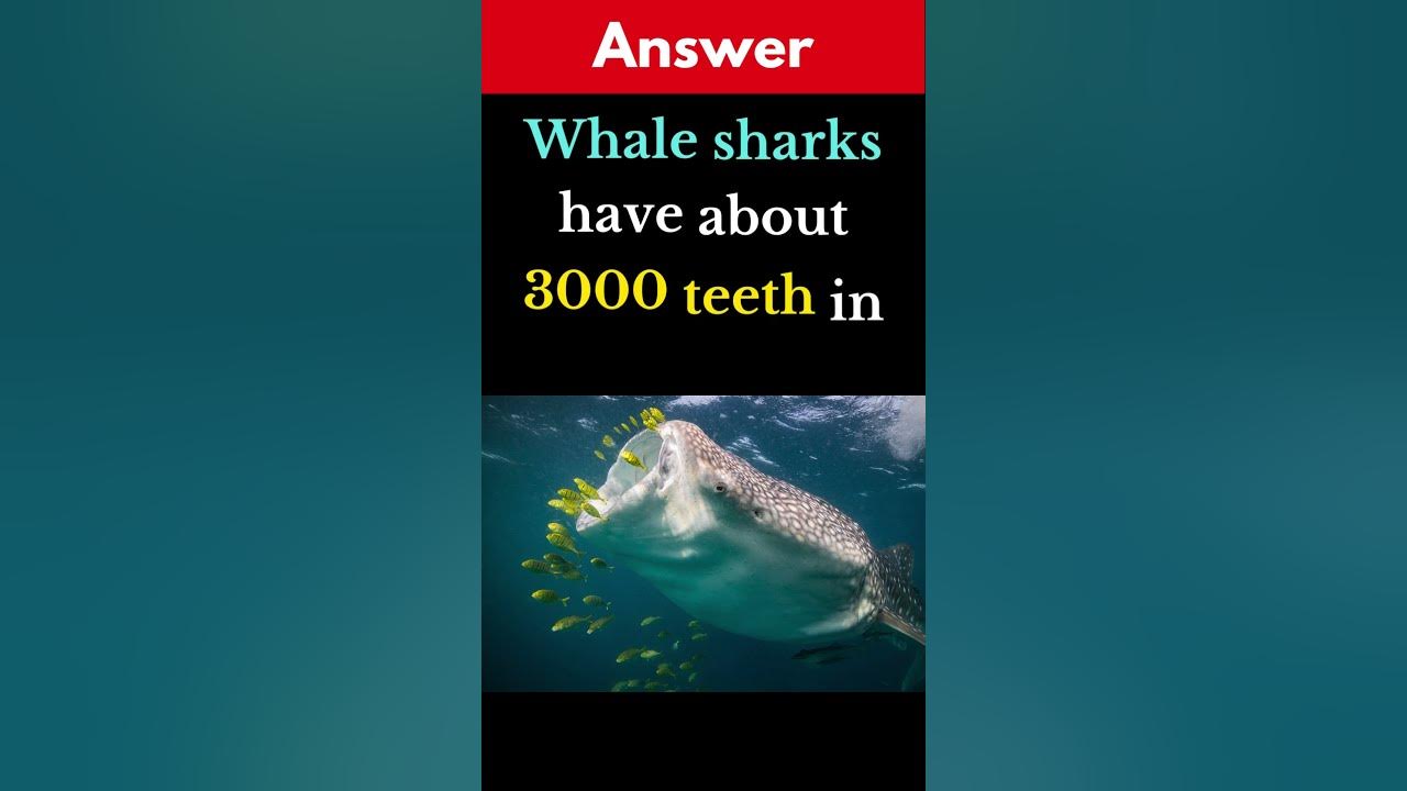 how many teeth do whale sharks have? - YouTube