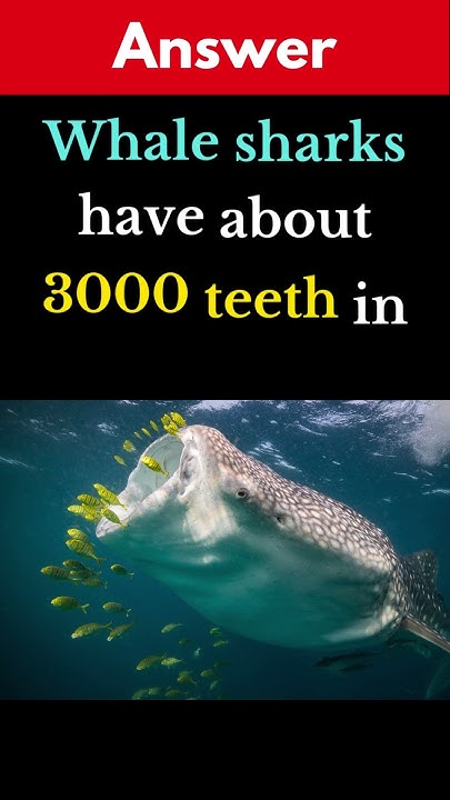 how many teeth do whale sharks have? - YouTube