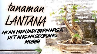 JENIS BONSAI LANTANA TERMAHAL (CAMARA)