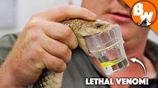 Deadliest Job in the World  Australian Snake Milker!