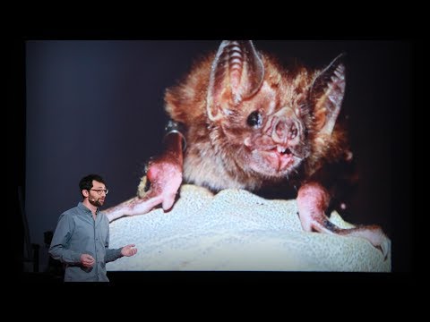 What vaccinating vampire bats can teach us about pandemics | Daniel Streicker