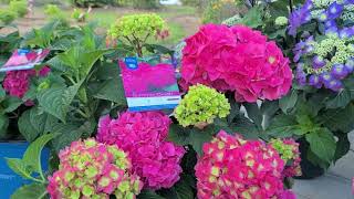 Hydrangea Endless Summer® Summer Crush® // NEWEST introduction✔, an OUTSTANDING Performer