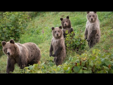 Video: Čo jedáva medveď hnedý vo voľnej prírode a kde žije?