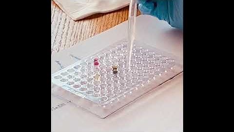 2024 Ph differential method สำหร บ anthocyanin ทำไม ph1 ph4.5