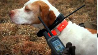 gps ошейник garmin для собак gps ошейник garmin для собак