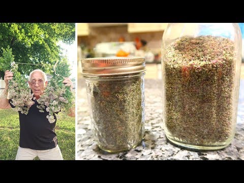 Drying Oregano