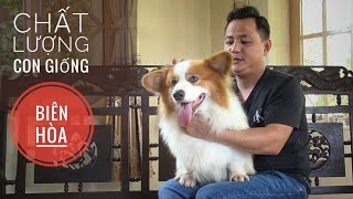 T2: Chi tiết Chuồng nuôi & Con Giống tại Trại Chó Corgi ở Biên Hòa / NhamTuatTV  Dog in Vietnam