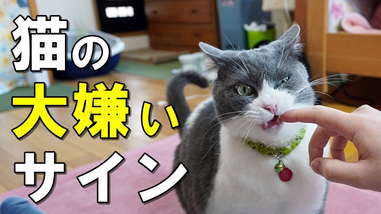 嫌われている 猫が家族の中で一番嫌いな人にしかしない行動７選 保護猫 Youtube