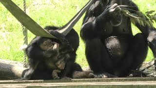 My beloved little Dill! by Ibuki  僕のちっちゃな赤ちゃんディル！イブキ　Chimpanzee  Tama Zoological Park