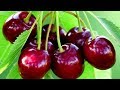 What Are The Health Benefits Of Cherries And Who Shouldn T Eat Them VolkoFF Video