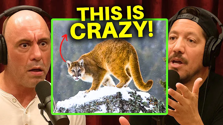 Joe Rogan Encountered a Mountain Lion