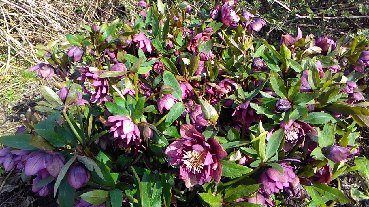 В гости к морознику