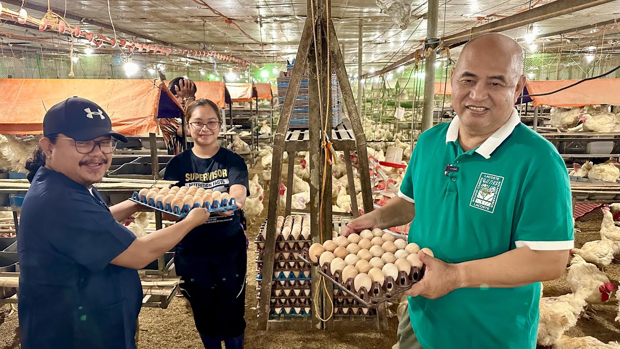 ⁣Number 1 Chicken Breeder Farm sa Luzon. 175,000 Breeders! Sobrang Laking Business