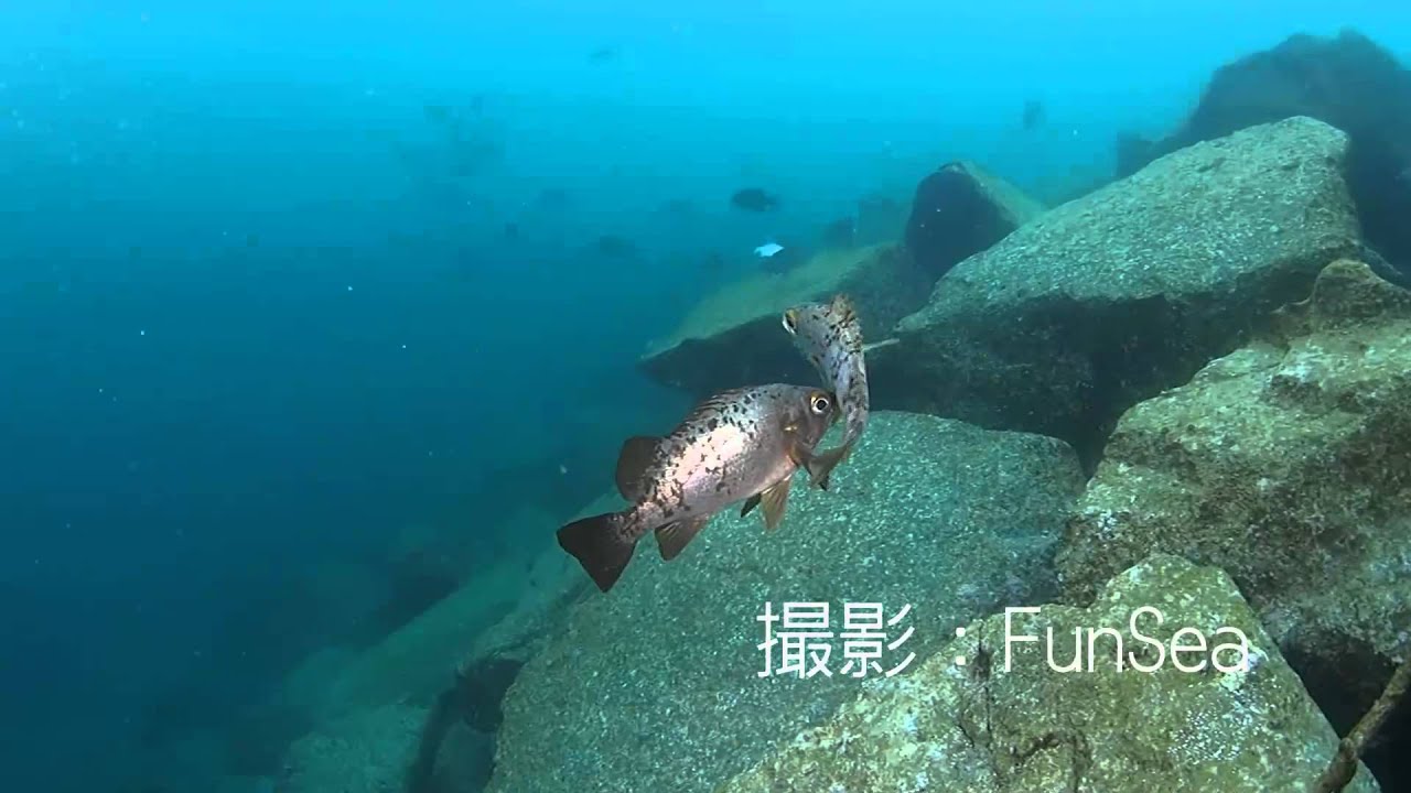 生態 写真 ダイビング クラブ