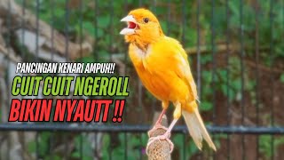 SUARA Kenari GACOR PANJANG Pancingan & masteran Kenari Paud AGAR gacor AMPUH Kenari MACET bunyii