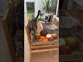 Оскар: В этом году опять хочу на Мальдивы... #юмор #бенгальскийкот #мальдивы #индия @natadi261