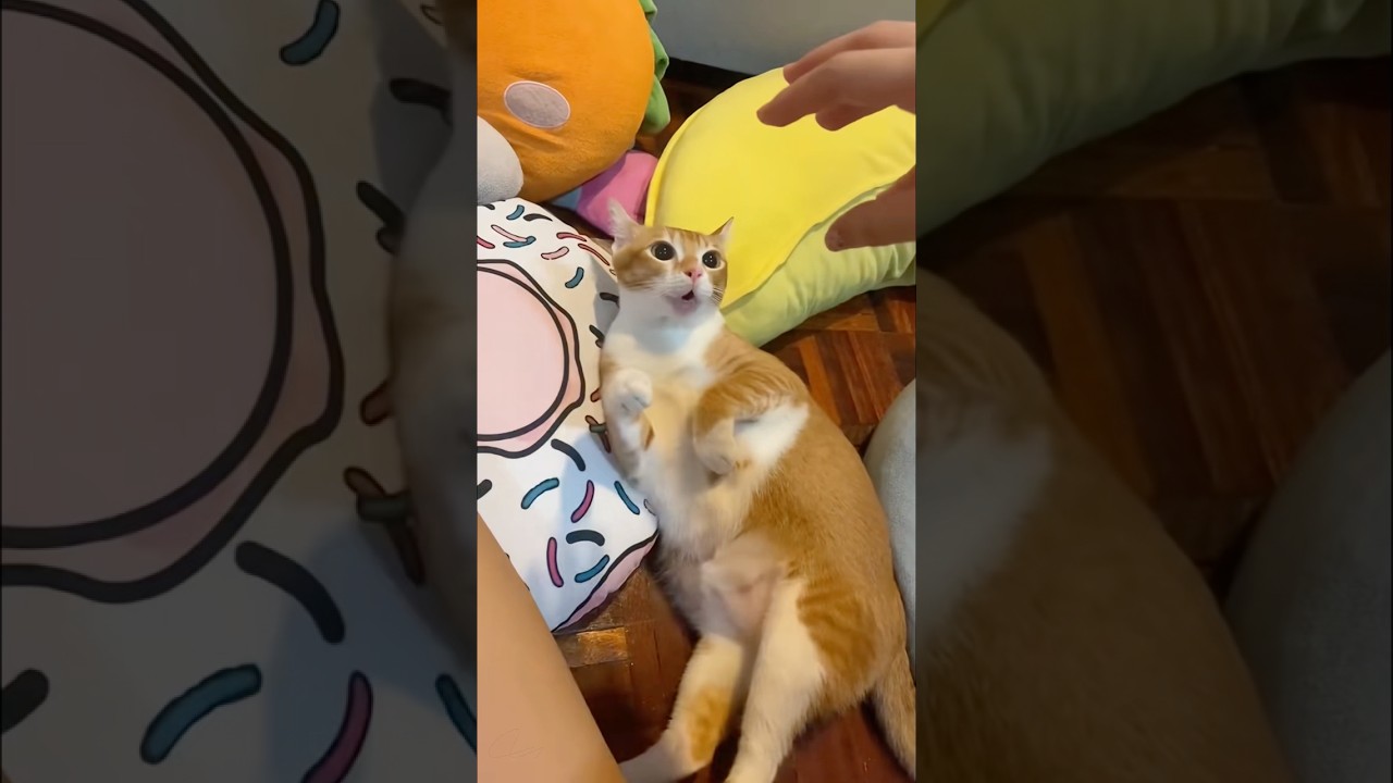 Dramatic Cat🐱😂🐱😂#funny#cat#catlove#foryou#catsofyoutube