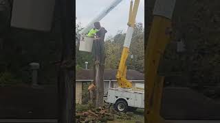 Cutting tree down