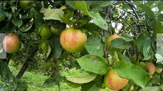 Яблоки, яблоки, яблоки и соковыжималка Аксион (справляется  отлично).