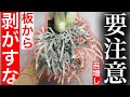 【枯れる危険】"苔増し"する前に"絶対"見ろ【ビカクシダ・コウモリラン】