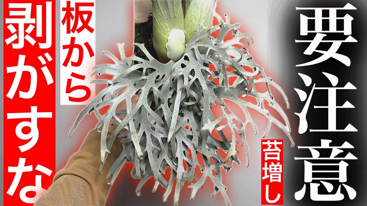 【枯れる危険】