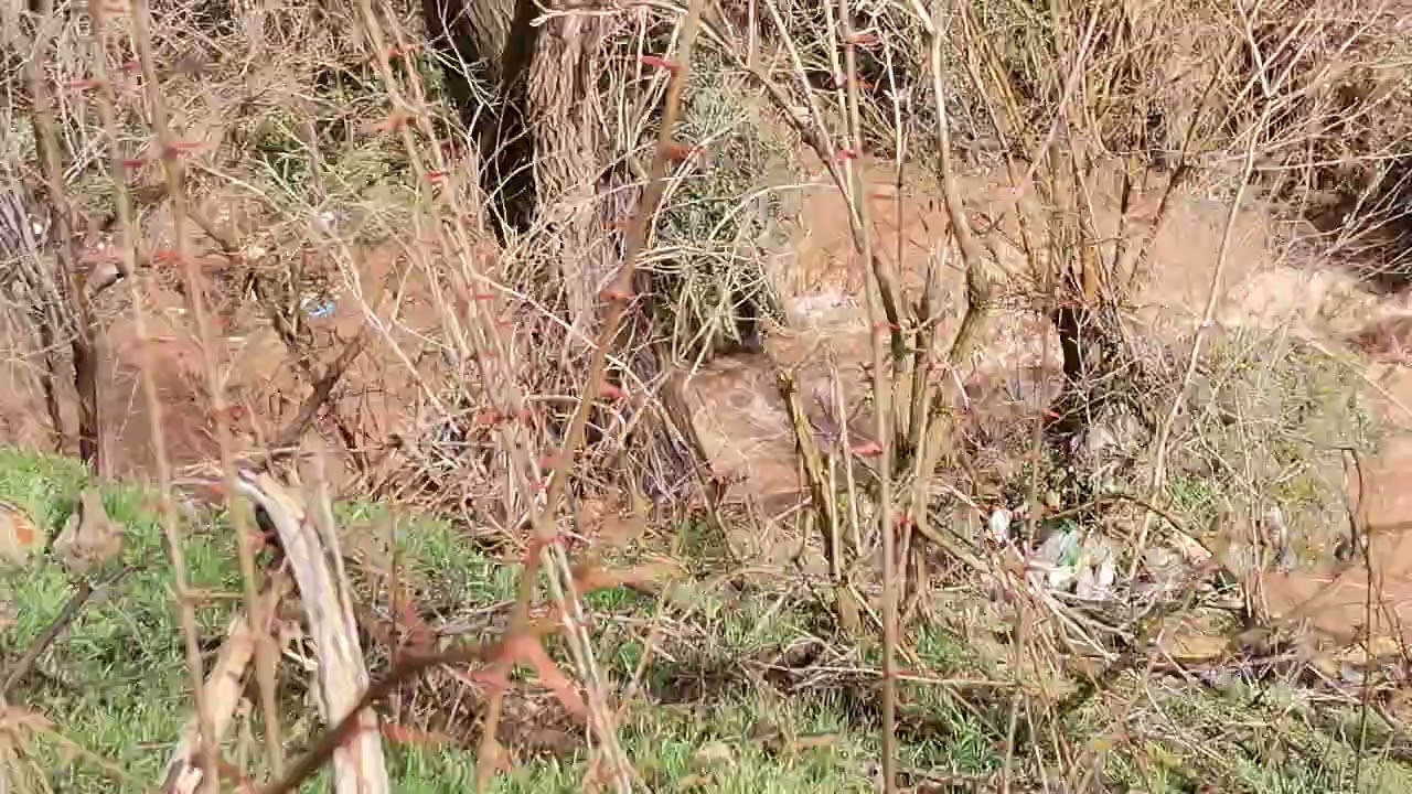 Jelasnica 15.02.2026.