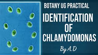Identification of Chlamydomonas | Botany UG Practical | A.D Tutorial | EchoFlowia Educational