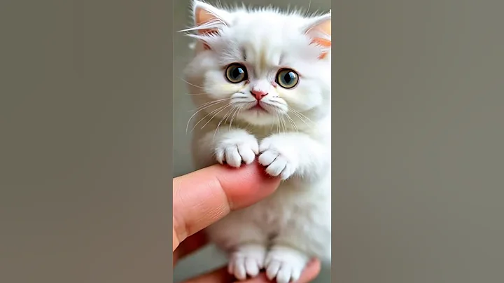 Video 10416601: cat lovers family, cat growing, kitten