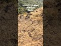 #viral #kalavantindurgtrek #trekking #shortvideo