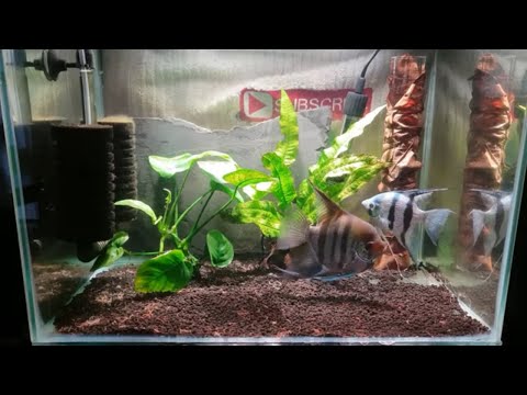 HOW TO BREED ANGELFISH PART 1