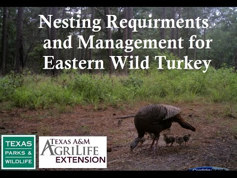 Nesting Requirements and Management for Eastern Wild Turkey