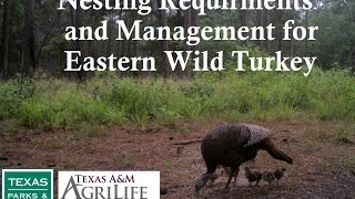 Nesting Requirements and Management for Eastern Wild Turkey