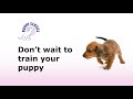 Puppy School - Don&#39;t Wait!