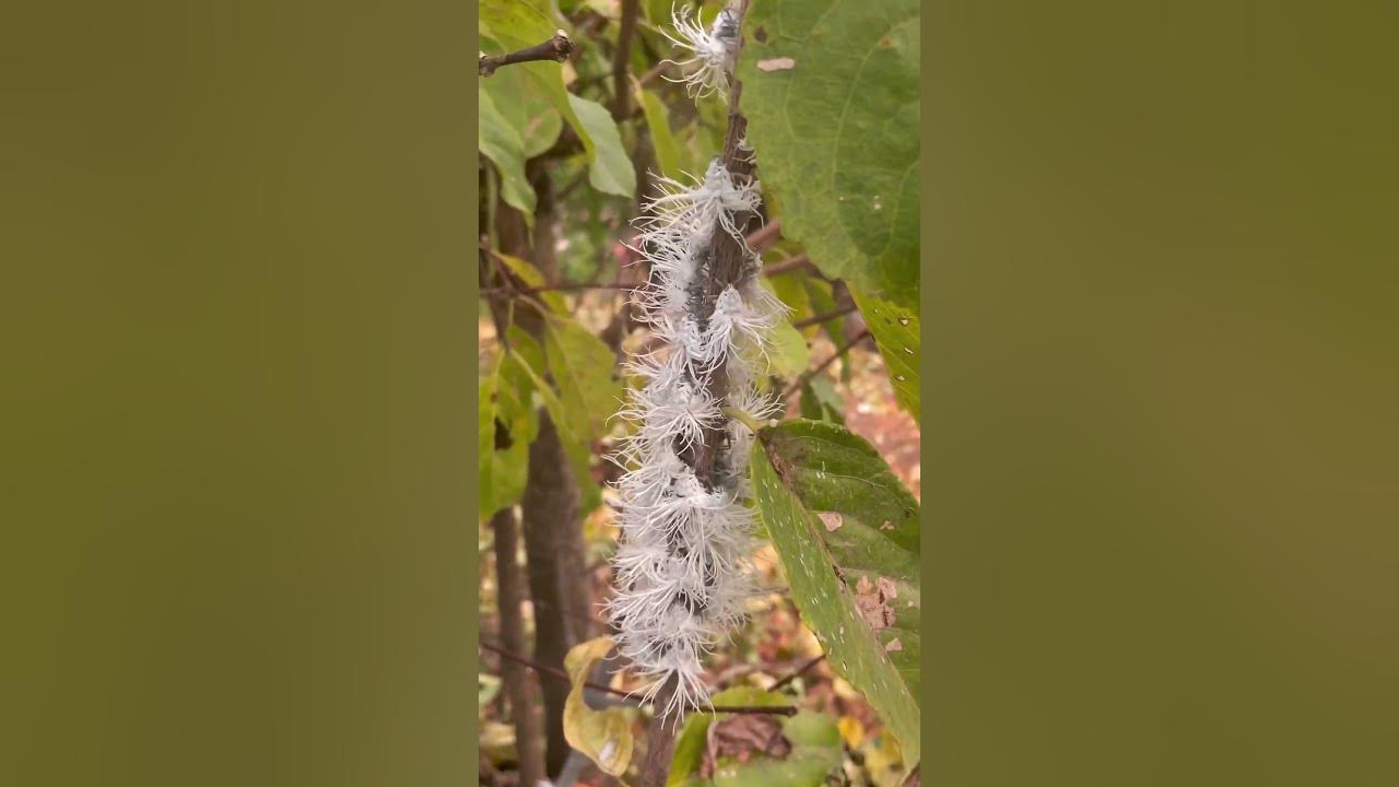 white-insects-on-plants-youtubeshorts-trendingshorts-shortfeed