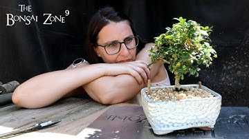 Styling With Eric and Emma, Part 4/4, The Bonsai Zone, July 2022