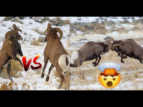 Video: ¿Mueren los cuernos todas las ovejas?