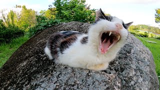 大きな岩にピタリとフィットするハチワレ猫、このまま化石になりそう