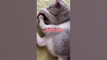 Watch Cats Go Crazy for This Fish Toy! 🐟 #CatToys #Catnip #KittenFun