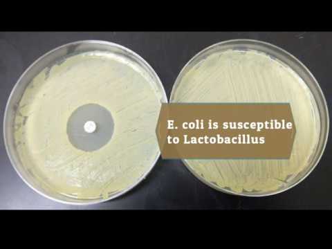 Isolation and Identification of Probiotic Lactobacillus from Local Dairy