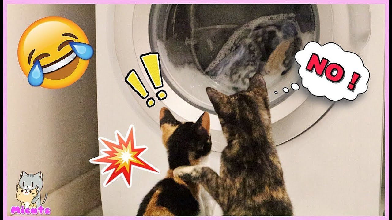 Cute Kittens reaction when doing laundry ! Why Nana punch Layla? 😂 | Micats ( English Sub )