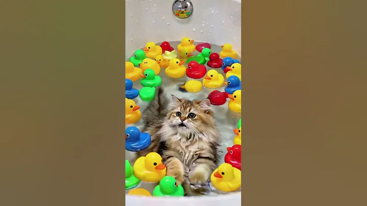 Video 11834261: cat bath, bath toys, catlife, funny cat, cat cute funny, kitty, kitten