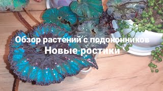 Новые ростики на подоконнике и стеллаже🌿🌿🌿🌿