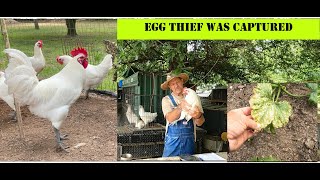 I Caught MY DUCK Egg THIEF / AMERICAN BREESE 8 WEEK WEIGH IN / PRETTIEST ROOSTER SO FAR / GARDEN