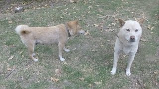 Playing Tag & Fetch With My Shiba Inu Dogs by Shiba Inu 134 views 7 years ago 2 minutes, 1 second