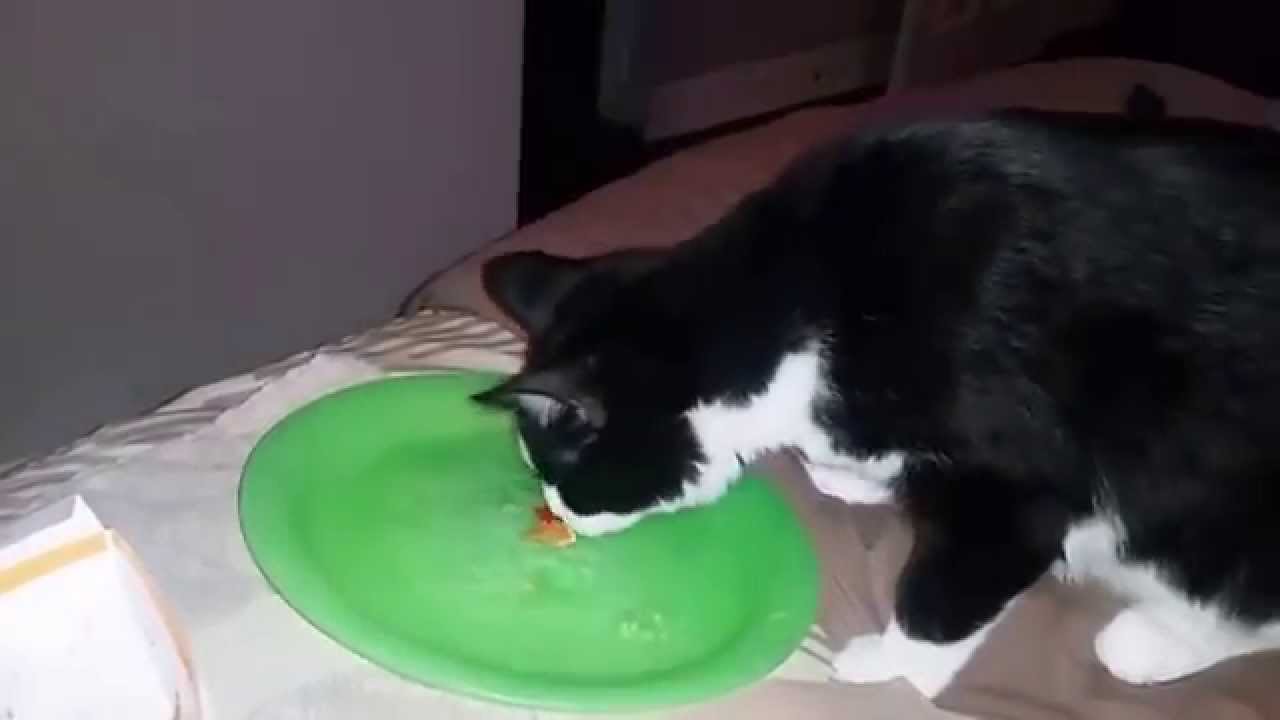 OUR CAT EATS TACO BELL! WITH JUST CLARK! YouTube