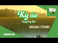 organic straws