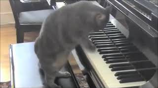 Котик пианист