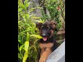 🥰🥰 little GSD Transformation😊😊