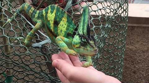 Tame Veiled Chameleon COMES WHEN I CALL IT
